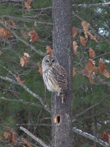 Northern Barred Owl - Tim Dyson - NBR - 051214