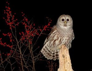 Barred Owl with Winterberry in background - Tim Dyson