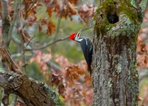 Piledated Woodpecker - Tim Corner