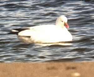 Ross's Goose 2 - Dec. 2 2014 - Lakefield  - Colin Jones