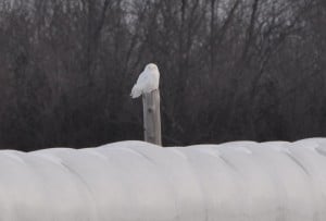 Snowy Owl - Dec. 5, 2014 - Nima Taghaboni