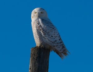 Snowy Owl - Lindsay - Dec. 20, 2014 - Tim Corner 