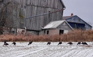 Wild Turkeys - Lisa Bakowsky 