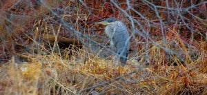 Winter Great Blue Heron - Otonabee Inn - Dec. 28, 2014 - Tim Corner