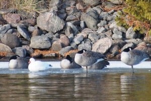 Ross's Goose - Otonabee R. - Dec. 4, 2014 - Drew Monkman 