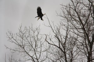 Bald Eagle - Selwyn Township - Dec. 2014 - Jeff Keller 