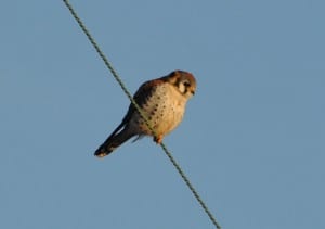 American Kestrel - Nima Taghaboni