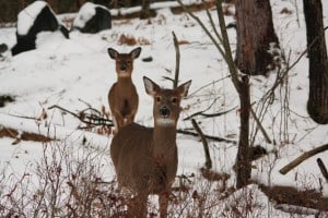 White-tailed Deer - Northey's Bay Road - Jeff Keller 