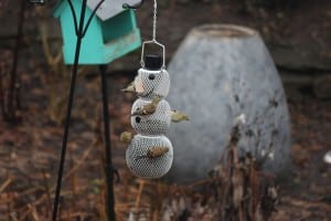 American Goldfinches in winter plumage - Dave Bosco