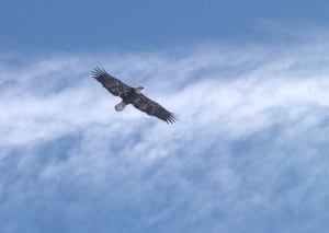 Bald Eagle - 4th winter - 27-01-15 - Tim Dyson