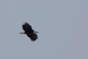 Bald Eagle - Jan. 26, 2015 - Scott Kendall