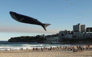 A blue whale kite soars at a festival in Sydney, Australia  – a life-size replica of the largest animal that has ever existed.  The other species in this photo has decoded its own origins, understands the plight of the blue whale, and can foresee far-future events.  Mark Metcalfe, Getty Images