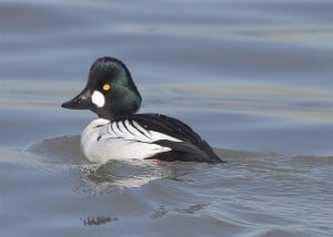 Common Goldeneye male - Karl Egressy 