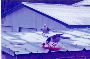 Gray Jays - 2167 Cty Rd 507 - Dec. 14 2014