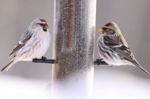 Hoary Redpoll (L) & Common Redpoll - Wikimedia (Note how white the Hoary is - like hoar frost!)