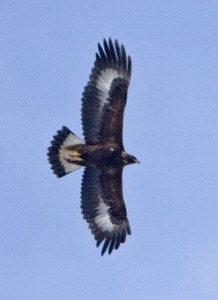 Juvenile Golden Eagle - USFWS