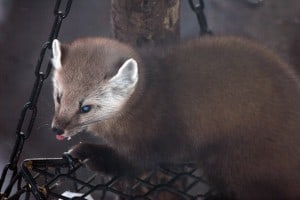 Pine Marten - Gord Belyea