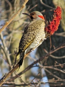 Northern Flicker at PGGC by Richard Boehme Feb. 2013