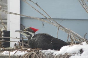 Pileated Woodpecker - Cheryl-Anne Graham