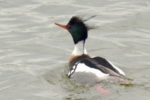 Red-breasted Merganser (male) - Wikimedia