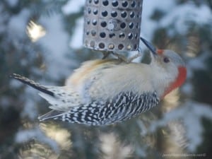 Red-bellied Woodpecker (female) -  Jennifer MacKenzie Dec 31, 2014 