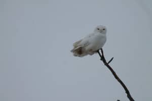 Snowy Owl - Carley Wilson - Jan. 1, 2015