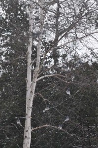 10 Blue Jays in tree by feeder - Feb. 18, 2015 - Nima Taghaboni -  