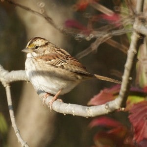 White-throated Sparrow - Wikimedia 