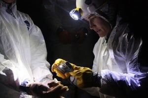 A scientist documenting a victim of White Nose Syndrome (US Geological Survey) 
