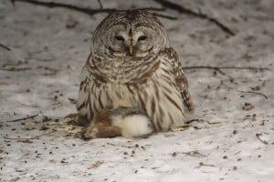 Barred Owl on cottontail - Jeff Keller - 01 24 14 