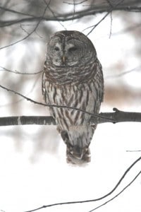Barred Owl Feb. 8, 2015 - Television Road - Brenda Ibey