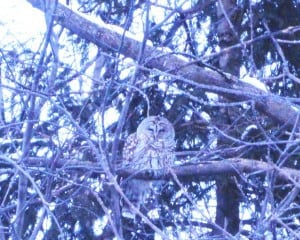 Barred Owl - Sue Paradisis - Feb. 11, 2015 - Tudor Cr.