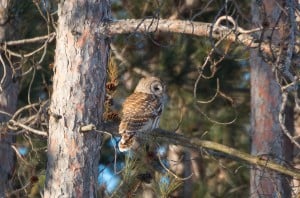 Barred Owl - Tim Corner - Feb. 14, 2014 