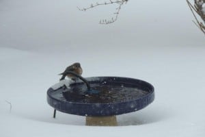 Eastern Bluebird - Feb. 2, 2015 in Rochester, N.Y. - Kevin Williams