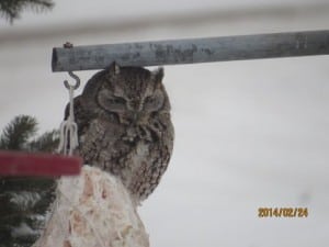 Eastern Screech-owl - Feb. 24, 2015 - Michael Gillespie