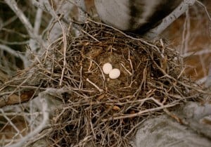 Great Horned Owl nest and eggs - Peter Dent & Tim Dyson - 1982