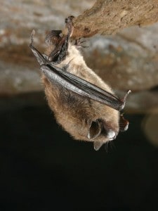 Little Brown Bat with White Nose Syndrome (US Geological Survey) 