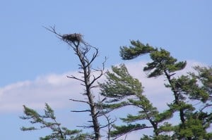Bald Eagle nest on Lake Katchewanooka at top of dead White Pine - Drew Monkman