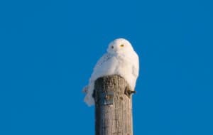 Snowy Owl - Tim Corner - Feb. 14, 2015 