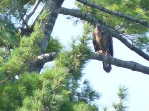 Immature (juvenal) Bald Eagle - Drew Monkman