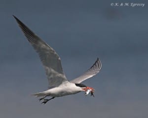 Caspian Tern - Karl Egressy 