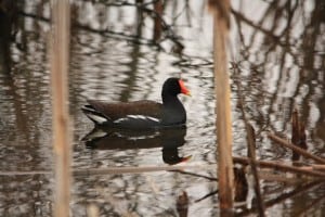 Common Moorhen - Jeff Keller - April 2015 