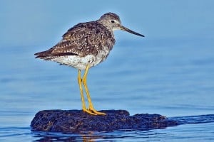 Greater Yellowlegs - Wikimedia 