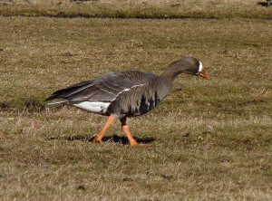Greater White-fronted Goose - Wikimedia
