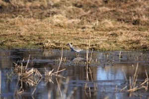 Greater Yellowlegs - Jeff Keller - April 2015  