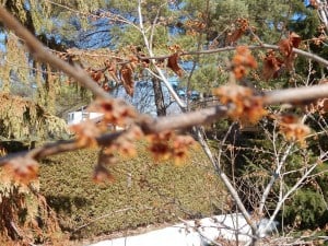 Japanese witch-hazel commencing bloom - Bill Snowden 