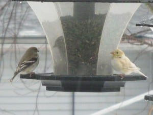 Leucistic American Goldfinch - Mar. 2015 - Marilyn Emery - Ennismore