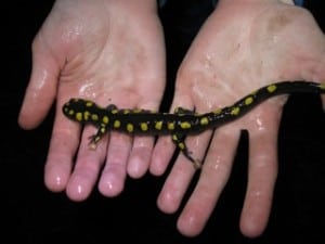 Spotted Salamander - Luke Berg