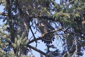 Merlin - Mike Faught - April 17 2015 - Ptbo