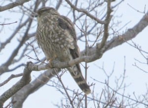 Merlin - Mike Faught - April 9, 2015 - Ptbo